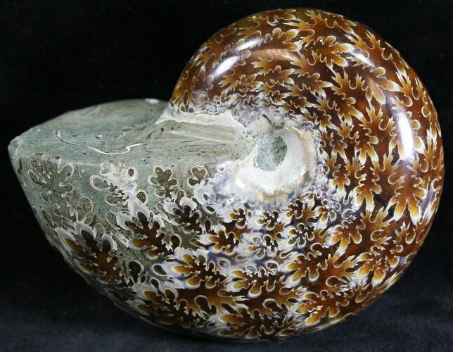 Polished Phylloceras Ammonite Fossils #28464